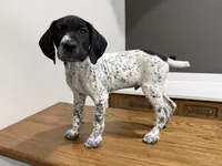 German Shorthaired Pointer Puppy Male 1, a male German Shorthaired Pointer for sale in Bend, OR – 1 of 2