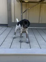 German Shorthaired Pointer Puppy Male 2, a male German Shorthaired Pointer for sale in Bend, OR – 1 of 3
