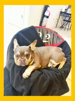 Princess , a female French Bulldog for sale in Elk Grove, CA – Photo 2 of 2