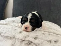 Daisy , a female Cavalier King Charles Spaniel for sale in Knoxville, TN – 1 of 1