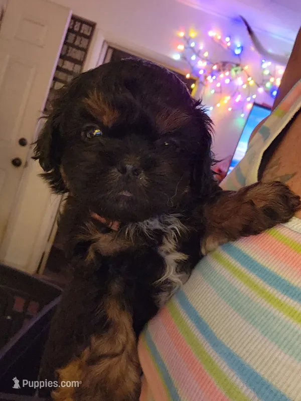 Booboo – Peekapoo puppy for sale in Granite City, IL