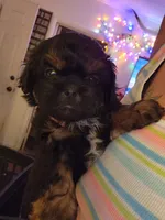 Booboo, a male Peekapoo for sale in Granite City, IL – 1 of 1