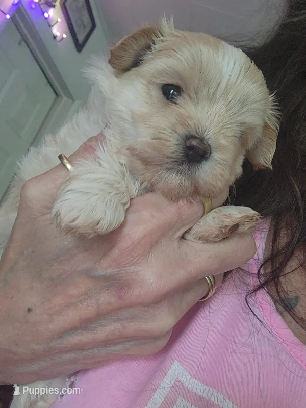 Jessy – Maltipoo puppy for sale in Granite City, IL