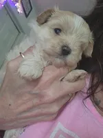 Jessy, a female Maltipoo for sale in Granite City, IL – 1 of 2