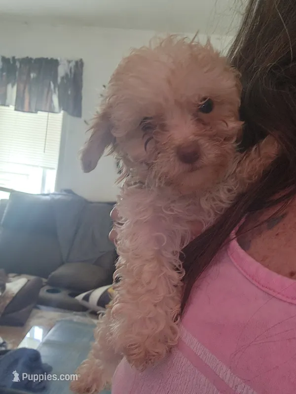 Josie – Poodle - Toy  puppy for sale in Granite City, IL
