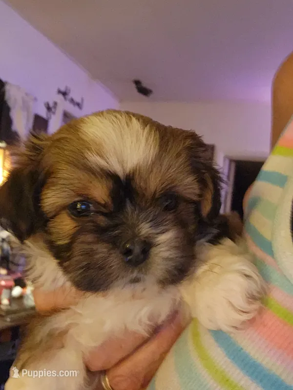 Bethy – Peekapoo puppy for sale in Granite City, IL