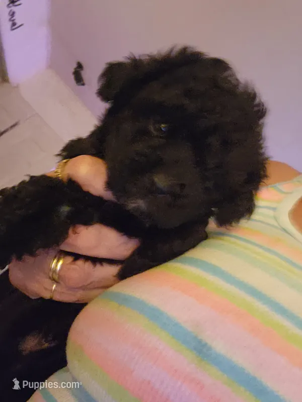Bruno – Poodle - Toy  puppy for sale in Granite City, IL