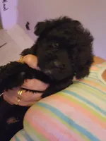 Bruno, a male Poodle - Toy  for sale in Granite City, IL – 1 of 2