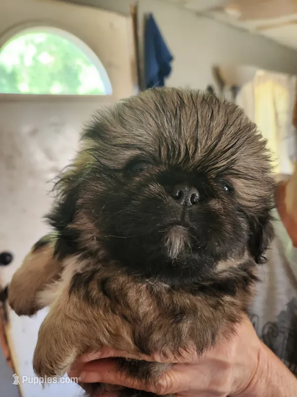 Rowdy – Pekingese puppy for sale in Granite City, IL