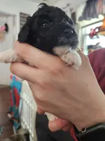 Hambone, a male Poodle - Toy  for sale in Granite City, IL – Photo 2 of 2