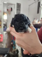 Hambone, a male Poodle - Toy  for sale in Granite City, IL – Photo 1 of 2