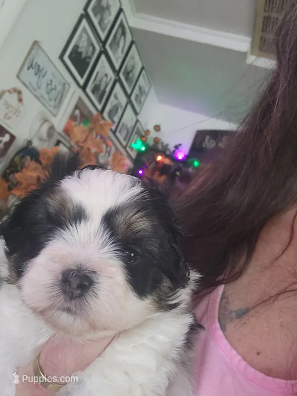 Bobo – Maltipoo puppy for sale in Granite City, IL