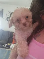 Josie, a female Poodle - Toy  for sale in Granite City, IL – 2 of 2