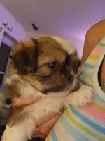 Bethy, a female Peekapoo for sale in Granite City, IL – 2 of 2