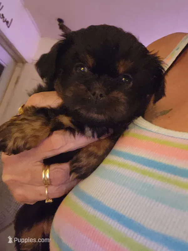 Besty – Peekapoo puppy for sale in Granite City, IL
