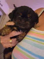 Besty, a female Peekapoo for sale in Granite City, IL – 1 of 1