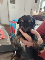 Arbuckle, a female Pekingese and Poodle - Toy  for sale in Granite City, IL – Photo 2 of 3