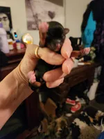 Pouty , a male Maltese and Poodle - Toy  for sale in Granite City, IL – Photo 2 of 2