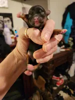 Pouty , a male Maltese and Poodle - Toy  for sale in Granite City, IL – Photo 1 of 2