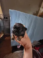 Rowdy, a male Pekingese for sale in Granite City, IL – 3 of 3
