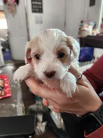Penelope , a female Poodle - Toy  for sale in Granite City, IL – Photo 1 of 2