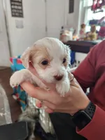 Penelope , a female Poodle - Toy  for sale in Granite City, IL – Photo 2 of 2