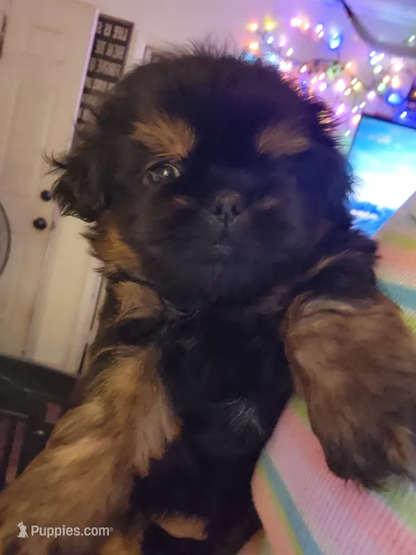 Benny – Peekapoo puppy for sale in Granite City, IL