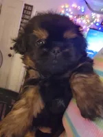 Benny, a male Peekapoo for sale in Granite City, IL – 1 of 1