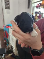 Rowdy, a male Poodle - Toy  for sale in Granite City, IL – Photo 2 of 4