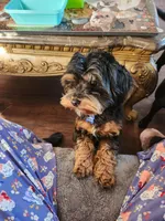 Rowdy, a male Poodle - Toy  for sale in Granite City, IL – Photo 4 of 4