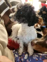 Rowdy, a male Poodle - Toy  for sale in Granite City, IL – Photo 3 of 4