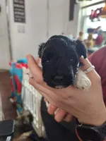 Rowdy, a male Poodle - Toy  for sale in Granite City, IL – Photo 1 of 4