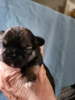 Betsy, a female Pekingese for sale in Granite City, IL – 3 of 3