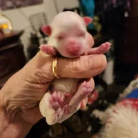 Whitey, a male Maltese and Poodle - Toy  for sale in Granite City, IL – Photo 1 of 2
