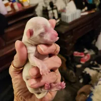 Whitey, a male Maltese and Poodle - Toy  for sale in Granite City, IL – Photo 2 of 2