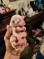 processed/b2fb206c-6c75-4f81-99fe-4ea4f527fcd9/listing/a398af67-3c1b-4b00-adf6-c46a724d1860/3ac23312-bdba-4a7e-99c5-2a984aaef030