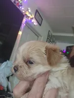 Jessy, a female Maltipoo for sale in Granite City, IL – 2 of 2