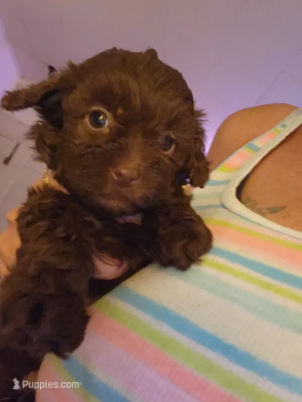 Breezy – Poodle - Toy  puppy for sale in Granite City, IL