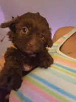 Breezy, a female Poodle - Toy  for sale in Granite City, IL – 1 of 1