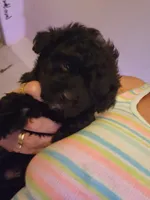 Bruno, a male Poodle - Toy  for sale in Granite City, IL – 2 of 2