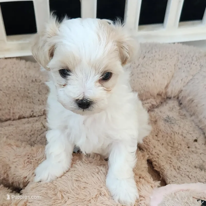 Sassy pants – Maltese, Poodle - Toy  puppy for sale in Granite City, IL