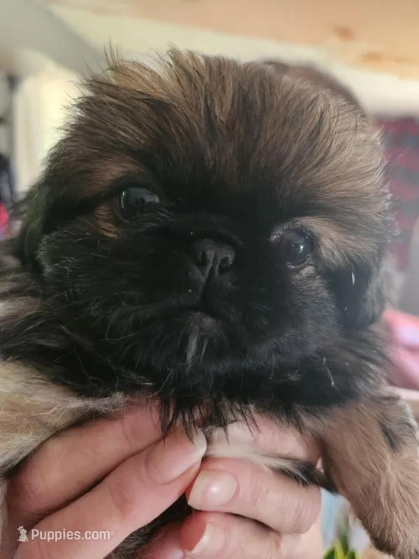 Betsy – Pekingese puppy for sale in Granite City, IL