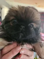 Betsy, a female Pekingese for sale in Granite City, IL – 1 of 3