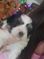 Bobo, a male Maltipoo for sale in Granite City, IL – 2 of 2