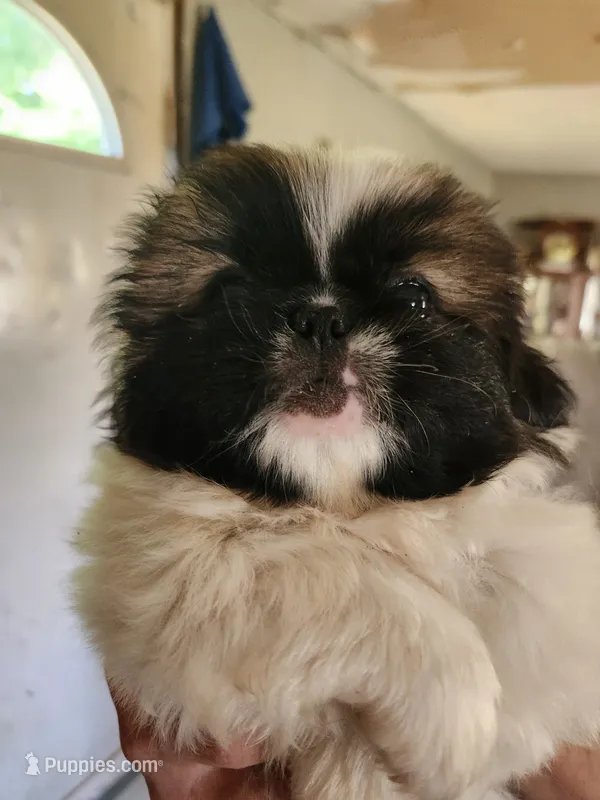 Rusty – Pekingese puppy for sale in Granite City, IL