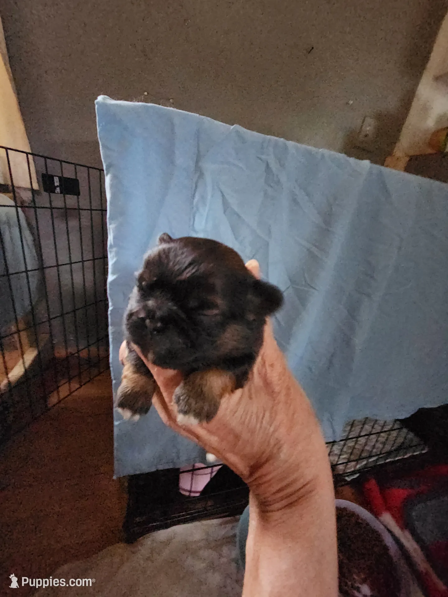 Betsy, a female Pekingese for sale in Granite City, IL – 2 of 3