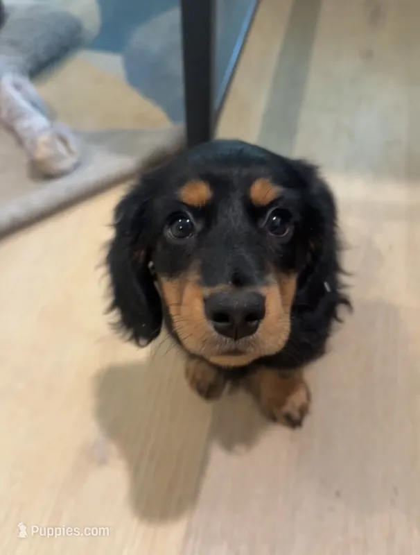 Hank Jr – Miniature Dachshund puppy for sale in Fort Smith, AR