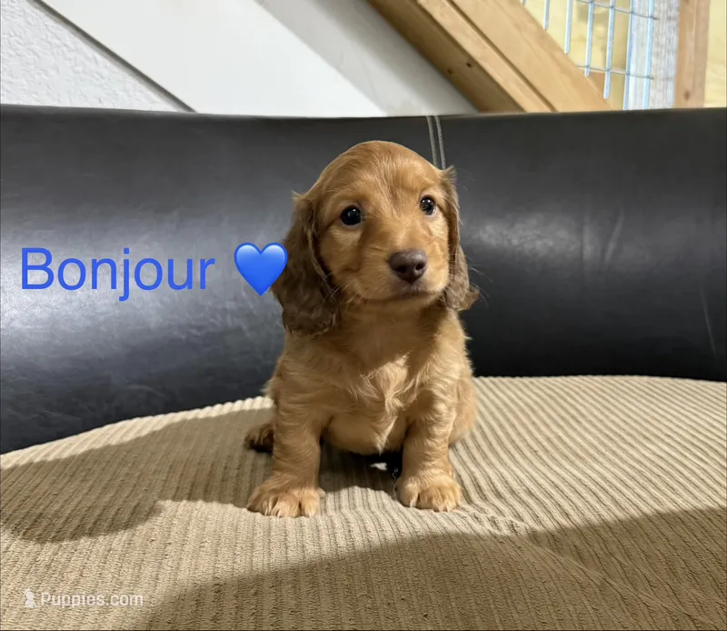 Bonjour – Miniature Dachshund puppy for sale in Springfield, MO