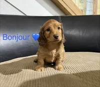Bonjour, a male Miniature Dachshund for sale in Springfield, MO – 1 of 1