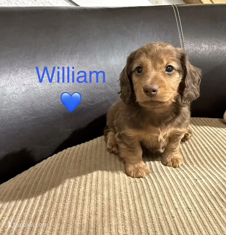William – Miniature Dachshund puppy for sale in Springfield, MO
